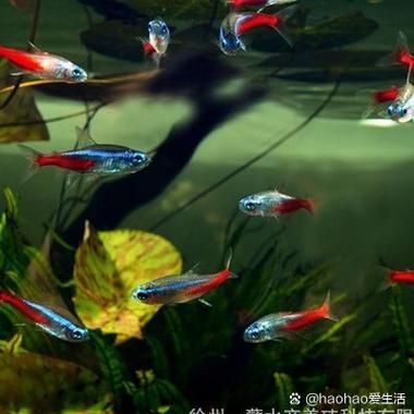 環境應激對魚類的繁殖有哪些影響
