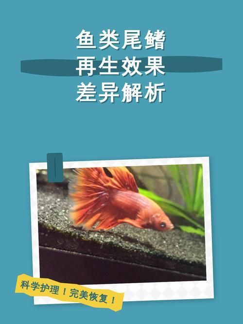 如何判斷龍魚尾鰭是否再生 如何判斷龍魚尾鰭是否再生 龍魚百科 第2張