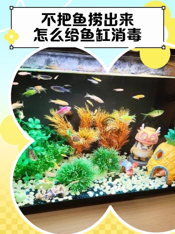 有哪些魚(yú)缸水消毒方法推薦，有哪些魚(yú)缸水消毒方法推薦,魚(yú)缸消毒的核心目標(biāo)是殺滅病原體