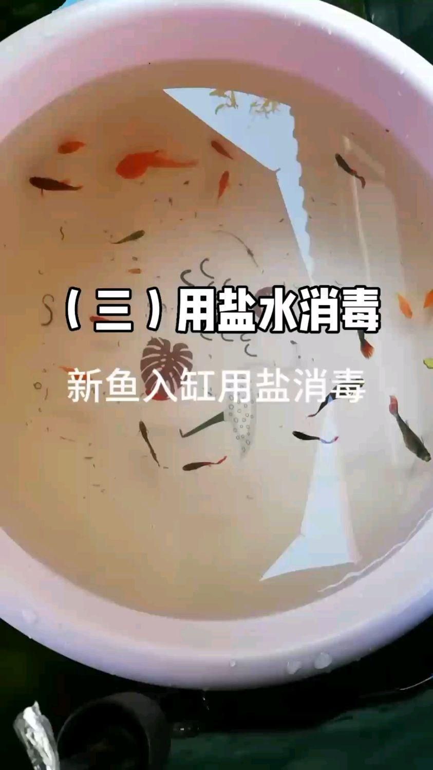 如何預防小型魚疾??？ 如何預防小型魚疾病？ 龍魚百科 第7張