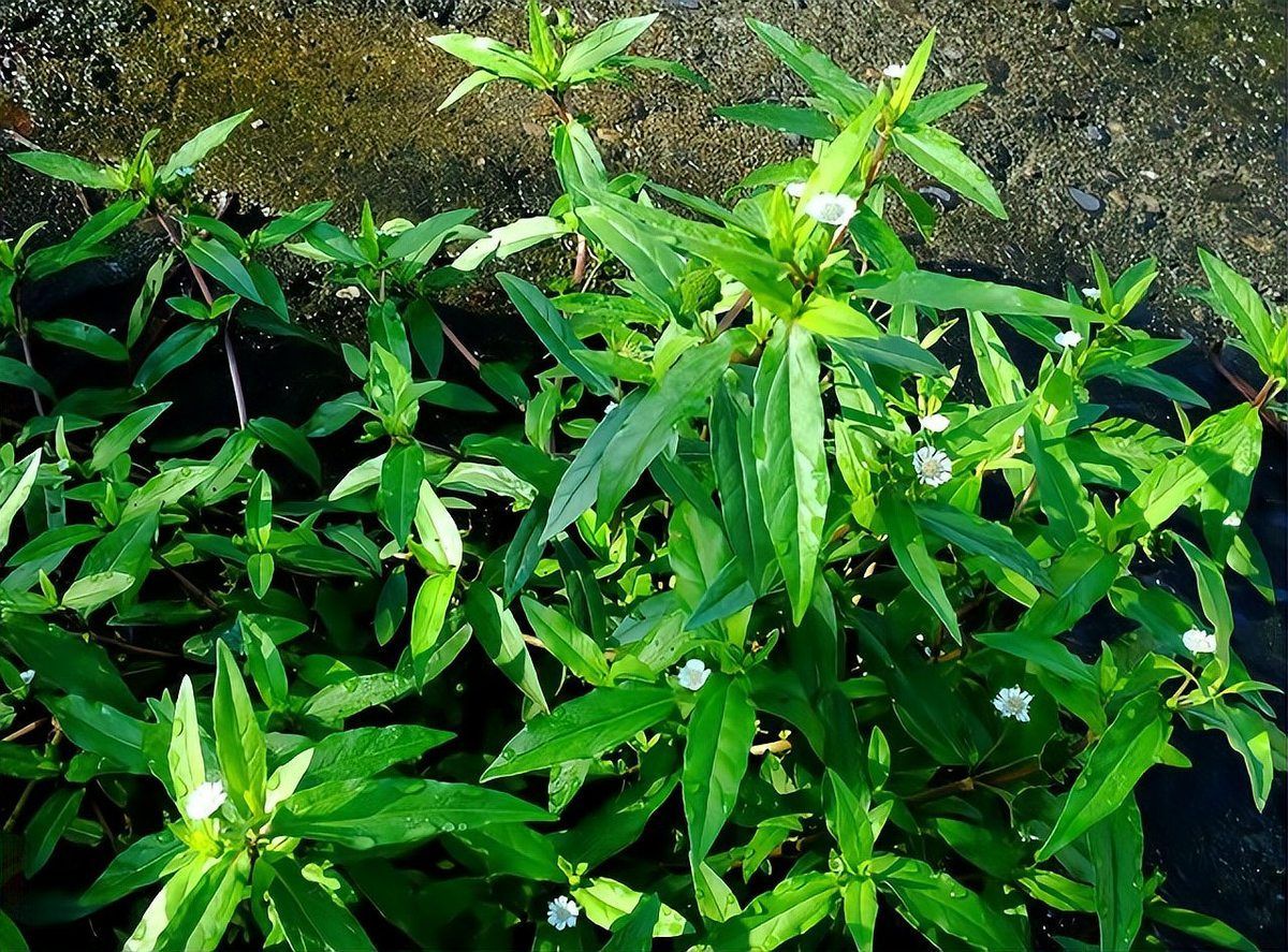 有哪些天然方法預(yù)防白毛，arxiv論文助手arxiv論文助手arxiv論文助手