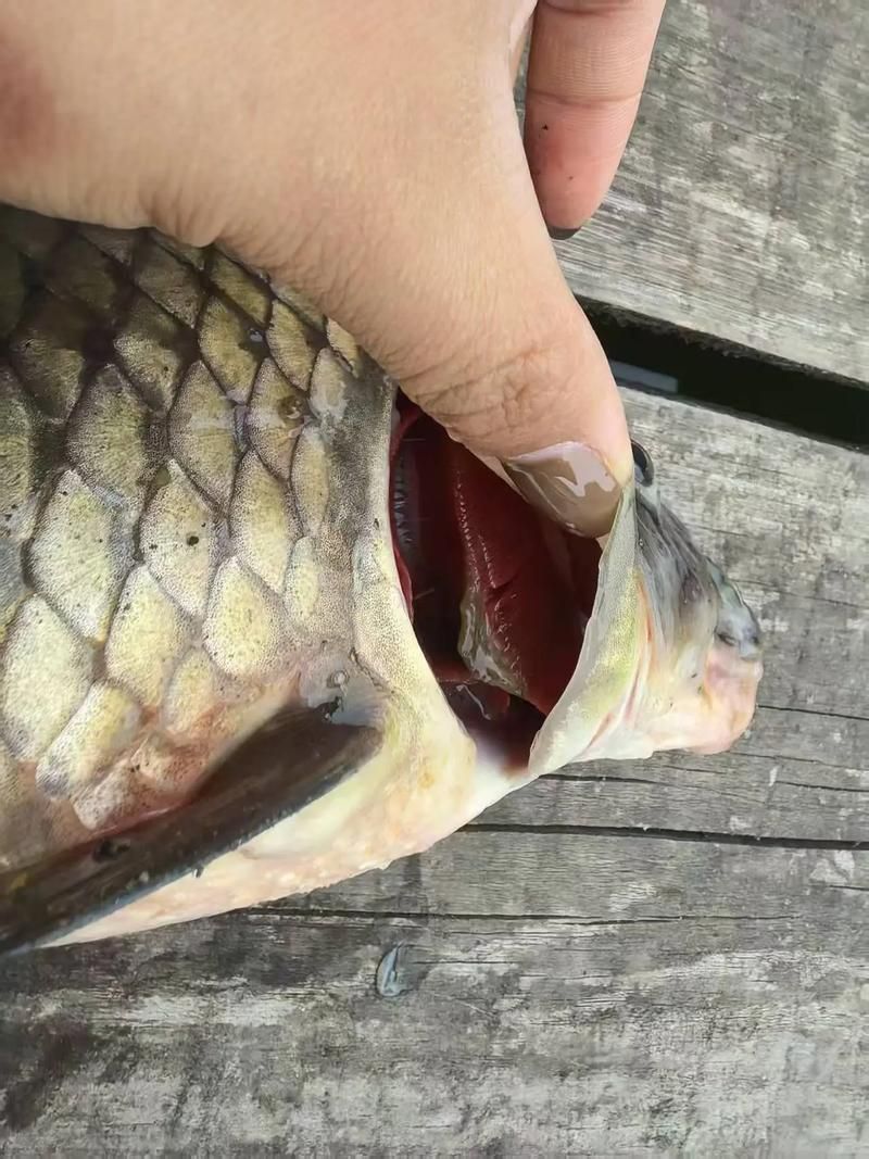 龍魚黑霉病圖片，如何判斷龍魚是否患黑霉病