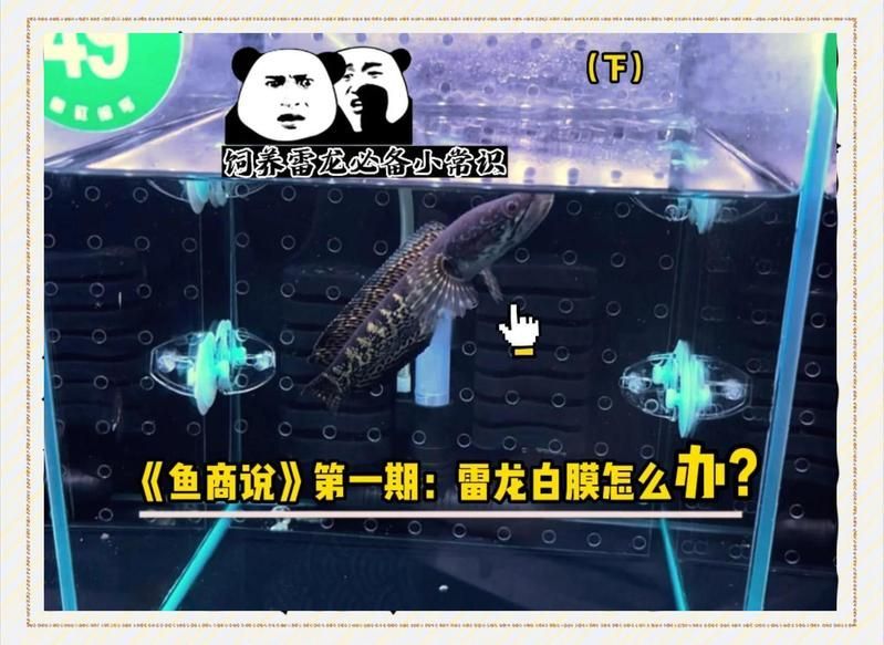 如何預(yù)防龍魚白膜病復(fù)發(fā)，《龍魚的養(yǎng)護(hù)與鑒賞》 如何預(yù)防龍魚白膜病復(fù)發(fā)，《龍魚的養(yǎng)護(hù)與鑒賞》 龍魚百科 第1張