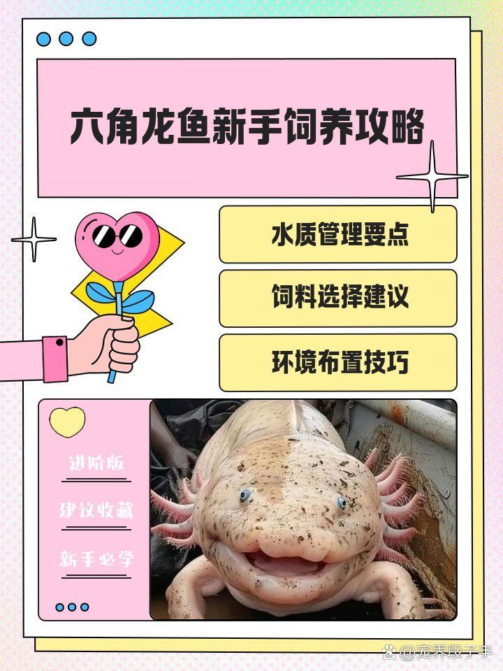 角龍魚多久換一次水，六角龍魚多久換一次水，六角龍魚換水時需要注意什么