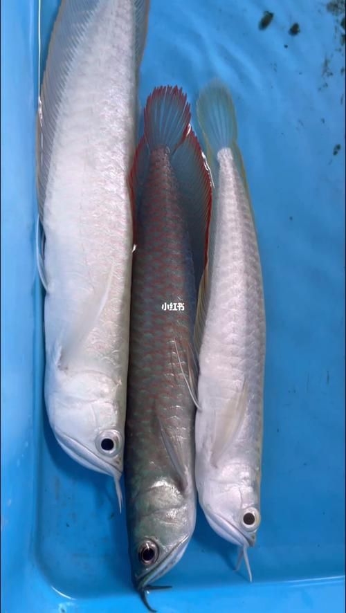 七彩龍魚有哪些稀有品種？，七彩龍魚中最稀有的品種是紫焰血紅龍和血紅龍的稀有品種 七彩龍魚有哪些稀有品種？，七彩龍魚中最稀有的品種是紫焰血紅龍和血紅龍的稀有品種 龍魚百科 第7張