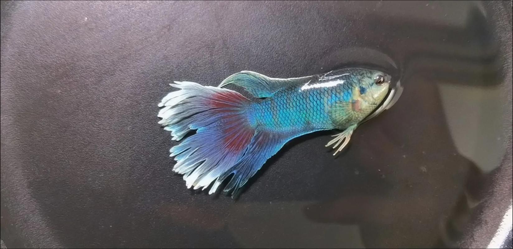 七彩龍魚有哪些稀有品種？，七彩龍魚中最稀有的品種是紫焰血紅龍和血紅龍的稀有品種 七彩龍魚有哪些稀有品種？，七彩龍魚中最稀有的品種是紫焰血紅龍和血紅龍的稀有品種 龍魚百科 第4張