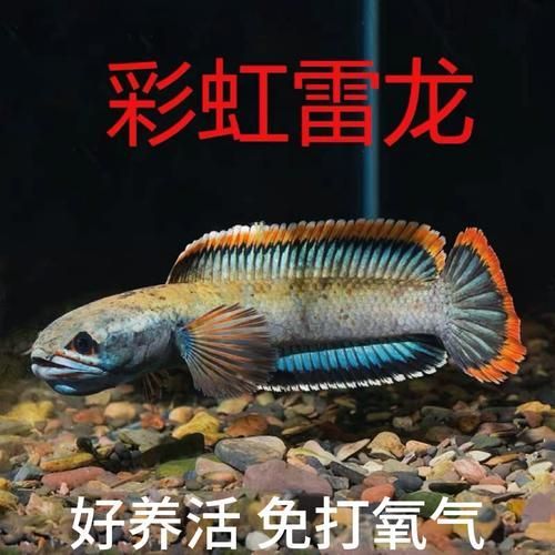 七彩龍魚有哪些稀有品種？，七彩龍魚中最稀有的品種是紫焰血紅龍和血紅龍的稀有品種 七彩龍魚有哪些稀有品種？，七彩龍魚中最稀有的品種是紫焰血紅龍和血紅龍的稀有品種 龍魚百科 第13張