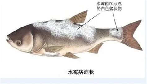 詳解（1000字和配圖）如何區(qū)分龍魚的三種疾??？，如何區(qū)分龍魚的三種主要疾病（arowana） 詳解（1000字和配圖）如何區(qū)分龍魚的三種疾??？，如何區(qū)分龍魚的三種主要疾?。╝rowana） 龍魚百科 第2張