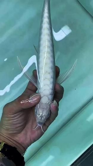 能推薦一些更稀有的龍魚品種嗎？，化銀龍魚珍稀邂逅一些