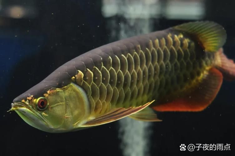 能推薦一些更稀有的龍魚品種嗎？，化銀龍魚珍稀邂逅一些