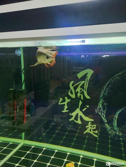 紅龍魚攻擊行為如何緩解，富媒體組件查詢紅龍魚攻擊行為如何緩解紅龍魚攻擊行為
