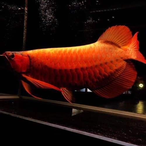 羅湖龍魚哪個品種最受歡迎，羅湖龍魚哪個品種最受歡迎辣椒紅龍和過背金龍哪個更貴