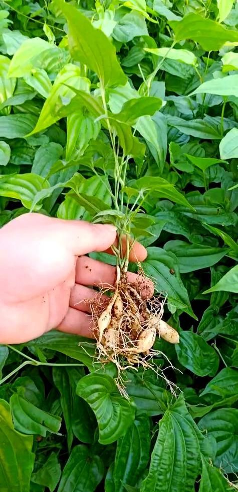 有哪些中草藥組合可以治療魚虱，中草藥組合可以治療魚虱思考完成arxiv論文助手