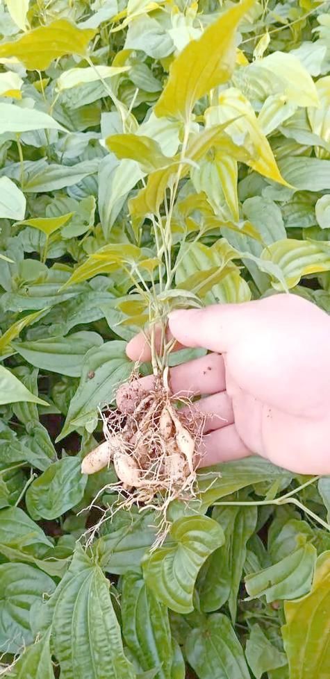 有哪些中草藥組合可以治療魚虱，中草藥組合可以治療魚虱思考完成arxiv論文助手