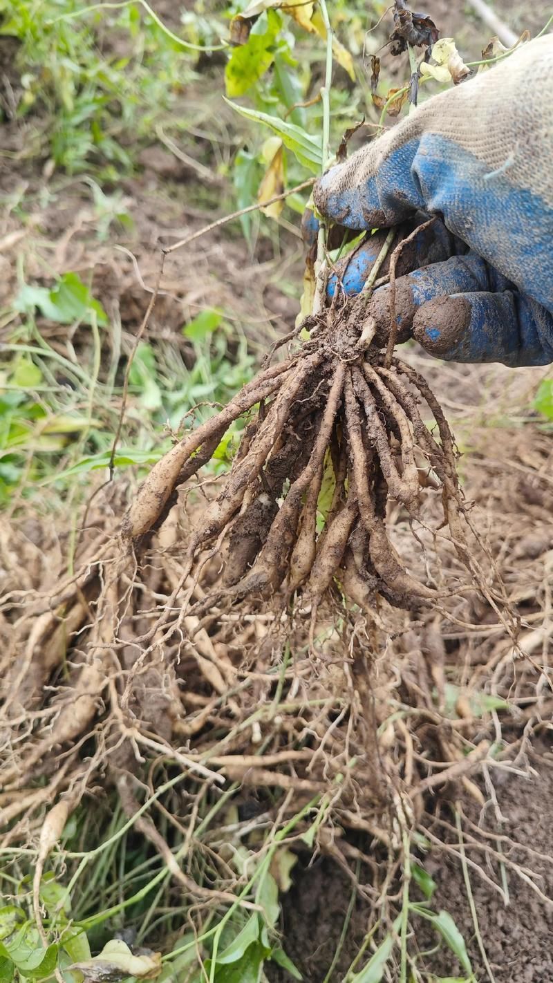 有哪些中草藥組合可以治療魚虱，中草藥組合可以治療魚虱思考完成arxiv論文助手