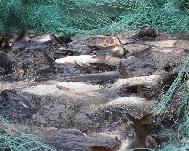 缺氧魚急救措施有哪些，缺氧魚急救措施