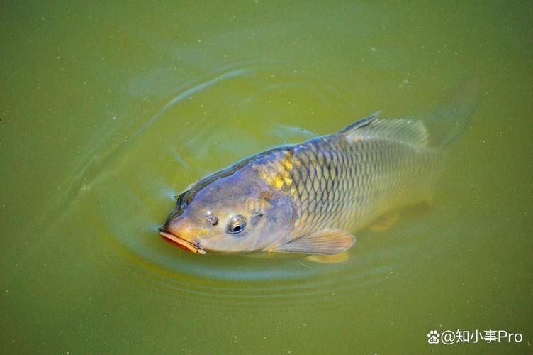 缺氧魚急救措施有哪些，缺氧魚急救措施
