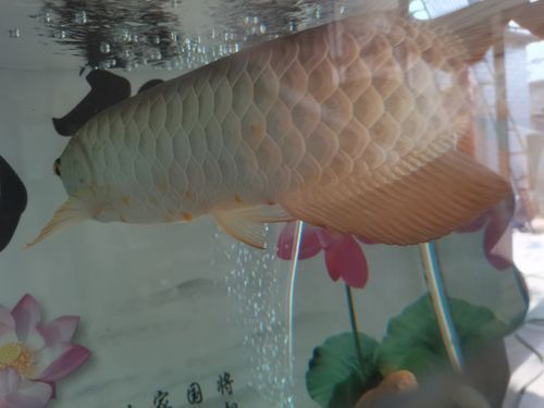 龍魚錦鯉霉爛尾腸炎，龍魚與錦鯉“霉爛尾腸炎” 龍魚錦鯉霉爛尾腸炎，龍魚與錦鯉“霉爛尾腸炎” 龍魚百科 第3張