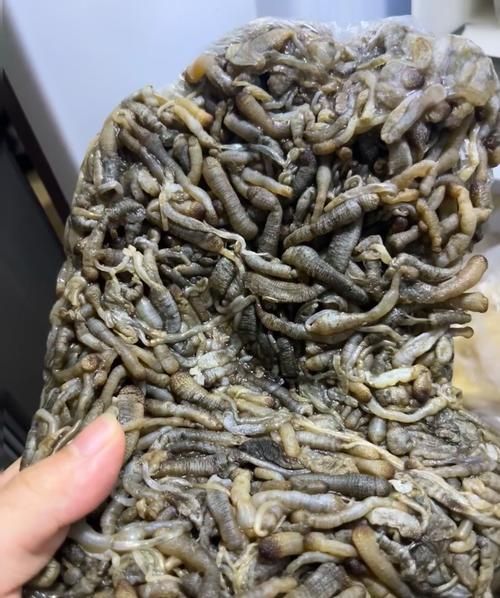 面包蟲喂食后龍魚有哪些異常行為？，面包蟲喂食后龍魚有哪些異常行為要求1000字說明和配圖