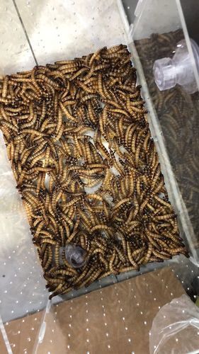 面包蟲喂食后龍魚有哪些異常行為？，面包蟲喂食后龍魚有哪些異常行為要求1000字說明和配圖