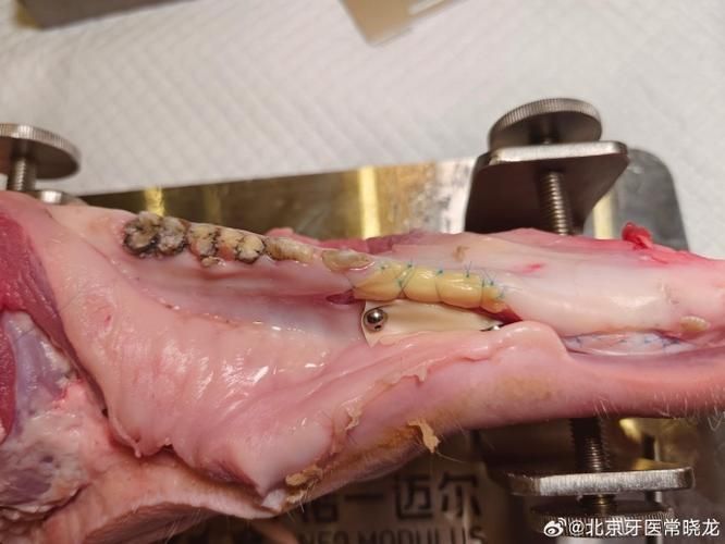 面包蟲喂食后龍魚有哪些異常行為？，面包蟲喂食后龍魚有哪些異常行為要求1000字說明和配圖