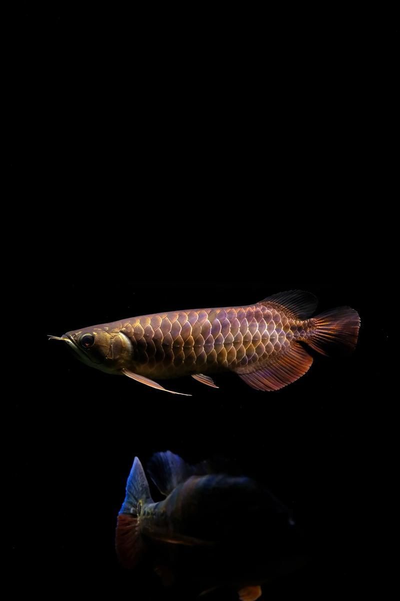 過背金龍魚的喂食技巧有哪些，過背金龍魚喂食技巧 過背金龍魚的喂食技巧有哪些，過背金龍魚喂食技巧 龍魚百科 第3張