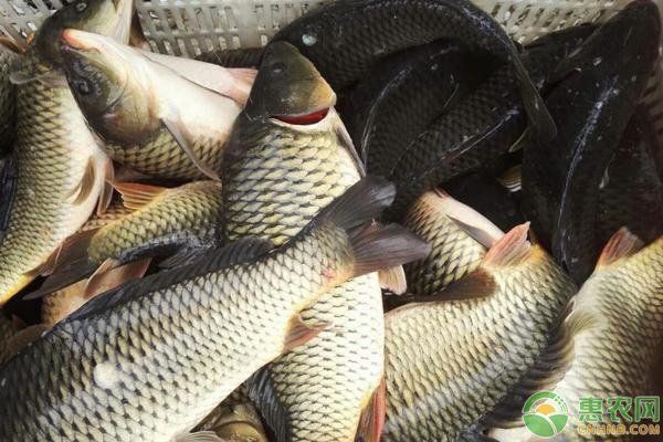 如何預防魚鰓爛洞，如何屬溫帶季爛洞 如何預防魚鰓爛洞，如何屬溫帶季爛洞 龍魚百科 第9張