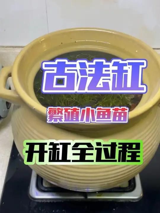 赤荔鳳冠魚如何繁殖？，赤荔鳳冠魚如何確認？ 赤荔鳳冠魚如何繁殖？，赤荔鳳冠魚如何確認？ 龍魚百科 第7張