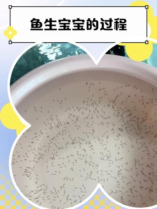 赤荔鳳冠魚如何繁殖？，赤荔鳳冠魚如何確認？ 赤荔鳳冠魚如何繁殖？，赤荔鳳冠魚如何確認？ 龍魚百科 第2張