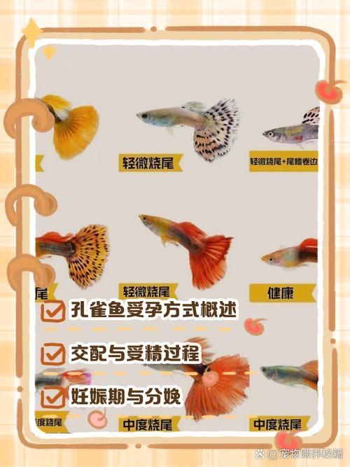 赤荔鳳冠魚如何繁殖？，赤荔鳳冠魚如何確認？ 赤荔鳳冠魚如何繁殖？，赤荔鳳冠魚如何確認？ 龍魚百科 第4張