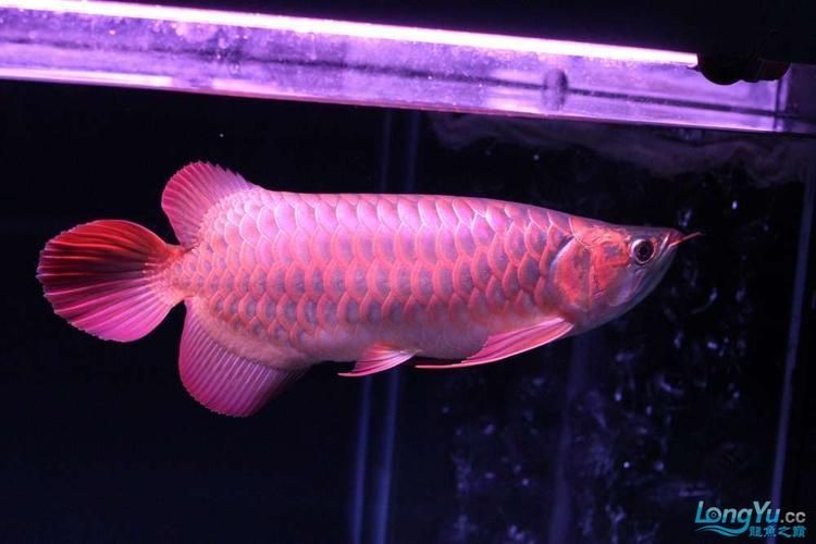 哪些龍魚品種最稀有，最稀有的龍魚品種，最稀有的龍魚品種集中在亞洲龍魚中