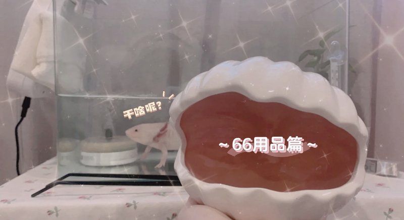 如何飼養(yǎng)六角龍魚？