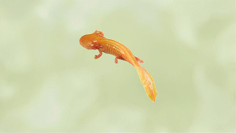 六角恐龍魚有哪些獨特特征 六角恐龍魚有哪些獨特特征 龍魚百科 第1張