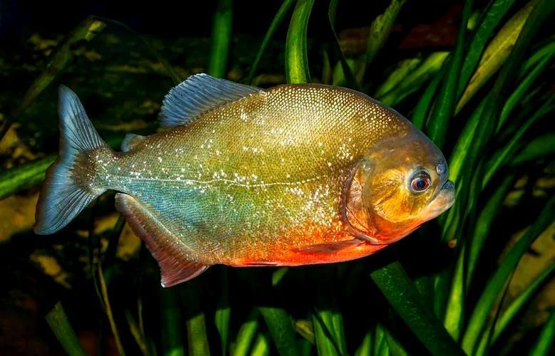 能否提供十大暴利淡水魚(yú)的圖片，養(yǎng)殖淡水魚(yú)的價(jià)格