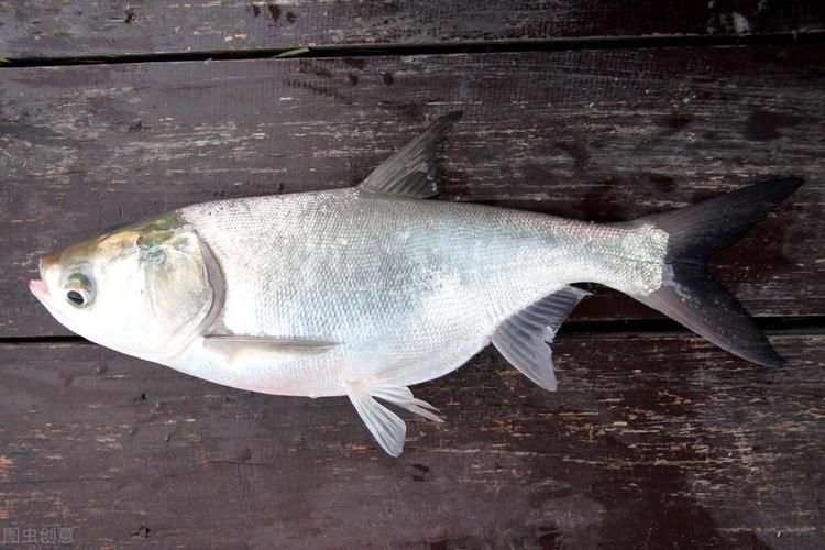 能否提供十大暴利淡水魚的圖片，養殖淡水魚的價格