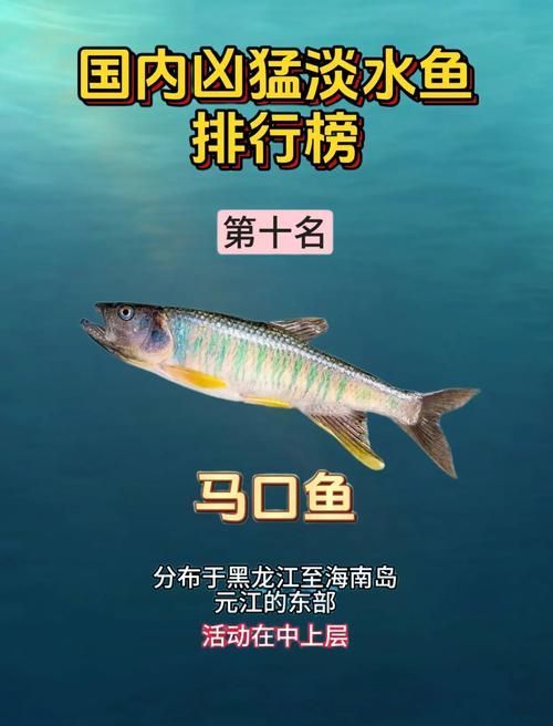能否提供十大暴利淡水魚(yú)的圖片，養(yǎng)殖淡水魚(yú)的價(jià)格