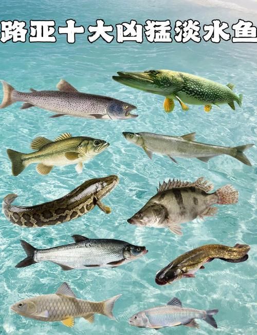 能否提供十大暴利淡水魚的圖片，養殖淡水魚的價格