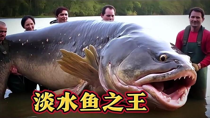 能否提供十大暴利淡水魚(yú)的圖片，養(yǎng)殖淡水魚(yú)的價(jià)格