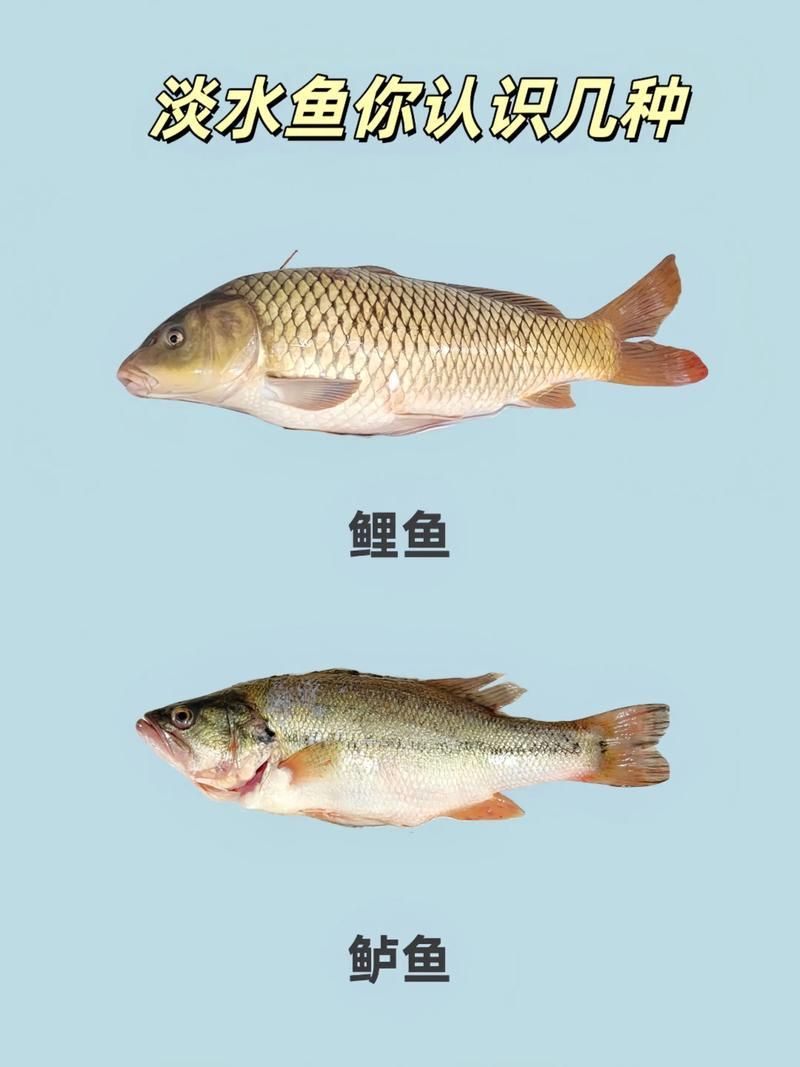 能否提供十大暴利淡水魚(yú)的圖片，養(yǎng)殖淡水魚(yú)的價(jià)格