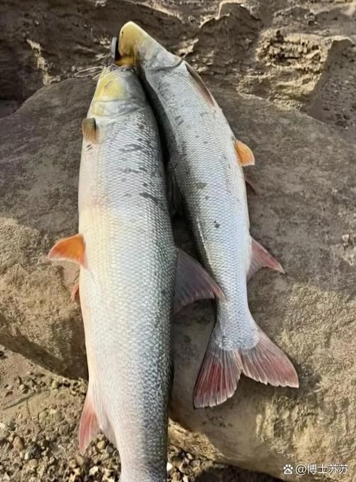能否提供十大暴利淡水魚(yú)的圖片，養(yǎng)殖淡水魚(yú)的價(jià)格