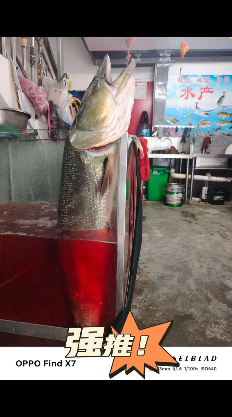 能否提供十大暴利淡水魚(yú)的圖片，養(yǎng)殖淡水魚(yú)的價(jià)格