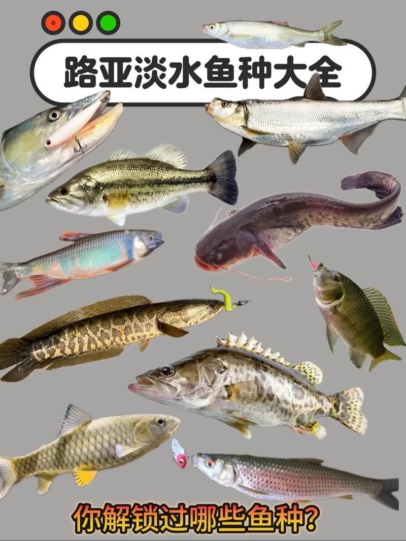 能否提供十大暴利淡水魚(yú)的圖片，養(yǎng)殖淡水魚(yú)的價(jià)格