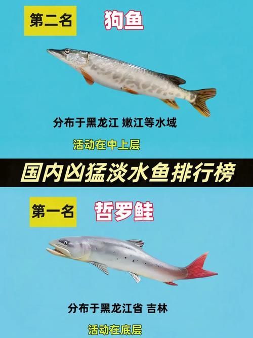 能否提供十大暴利淡水魚(yú)的圖片，養(yǎng)殖淡水魚(yú)的價(jià)格