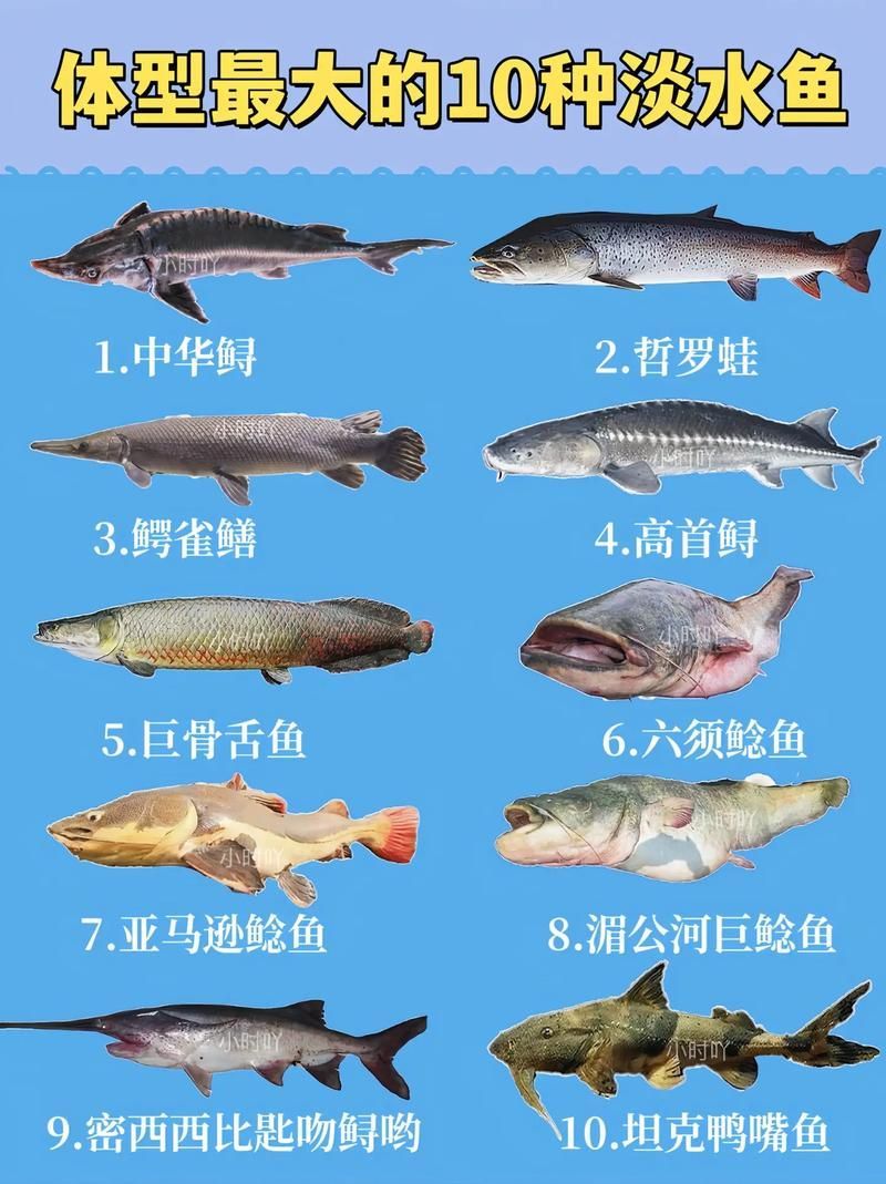 能否提供十大暴利淡水魚(yú)的圖片，養(yǎng)殖淡水魚(yú)的價(jià)格