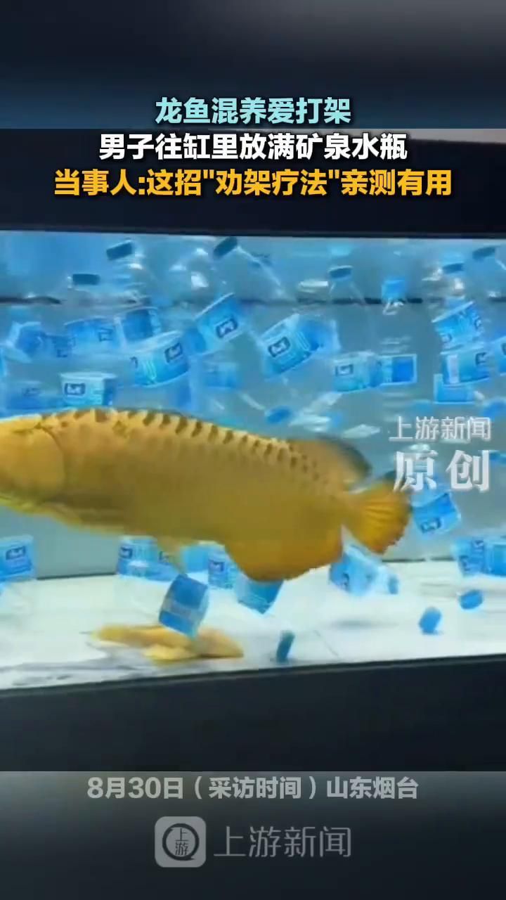 龍魚混養(yǎng)時(shí)如何減少打斗，龍魚混養(yǎng)時(shí)如何減少打斗龍魚混養(yǎng)時(shí)減少打斗關(guān)鍵在于