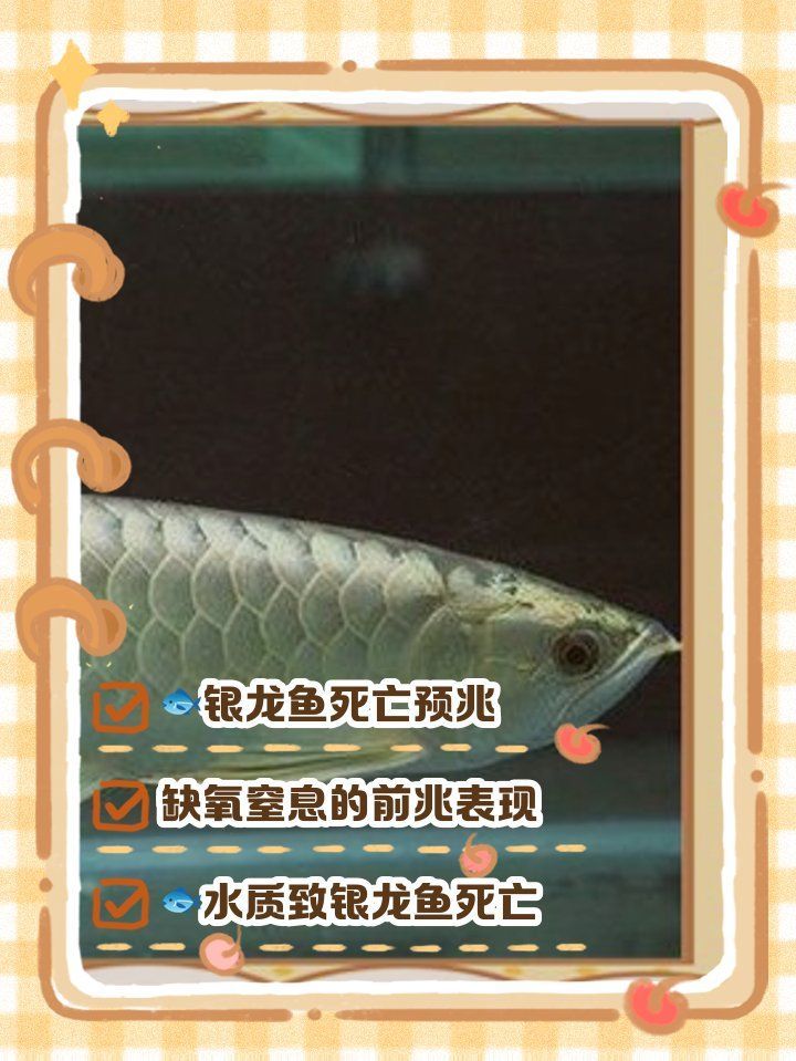 龍魚死后如何判斷死因，龍魚死后如何判斷死因，龍魚死后如何正確處理死因 龍魚死后如何判斷死因，龍魚死后如何判斷死因，龍魚死后如何正確處理死因 龍魚百科 第2張