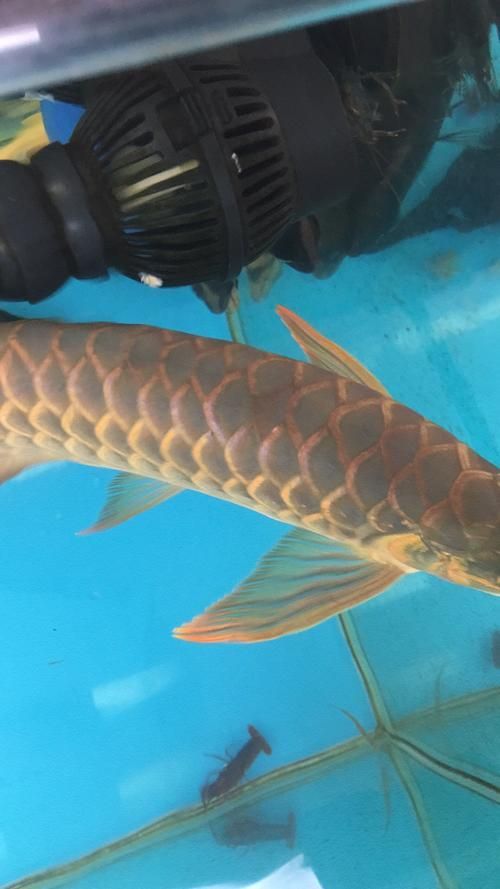 紅龍魚一周不吃食最簡單三個步驟,紅龍魚一周不吃食怎么辦 龍魚百科 第4張 紅龍魚一周不吃食最簡單三個步驟,紅龍魚一周不吃食怎么辦 紅龍魚一周不吃食最簡單三個步驟,紅龍魚一周不吃食怎么辦 龍魚百科 第4張