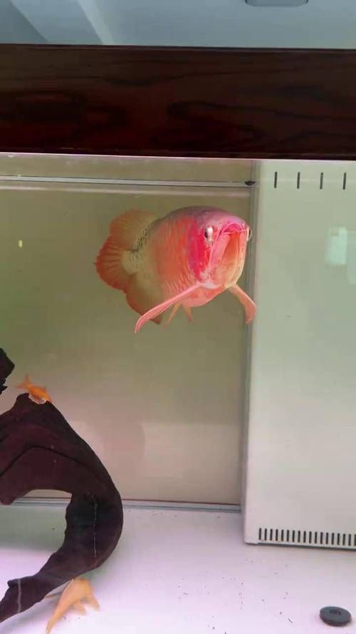 紅龍魚一周不吃食最簡單三個步驟,紅龍魚一周不吃食怎么辦 龍魚百科 第2張 紅龍魚一周不吃食最簡單三個步驟,紅龍魚一周不吃食怎么辦 紅龍魚一周不吃食最簡單三個步驟,紅龍魚一周不吃食怎么辦 龍魚百科 第2張