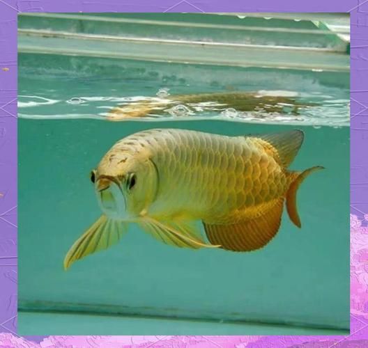 哪種龍魚最有收藏價值？，哪種龍魚最有收藏價值 哪種龍魚最有收藏價值？，哪種龍魚最有收藏價值 龍魚百科 第7張