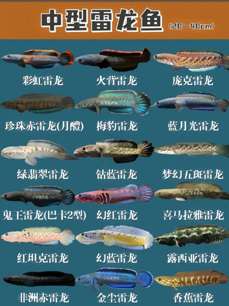 給我一些預防龍魚鱗片感染的具體食譜 給我一些預防龍魚鱗片感染的具體食譜 龍魚百科 第5張
